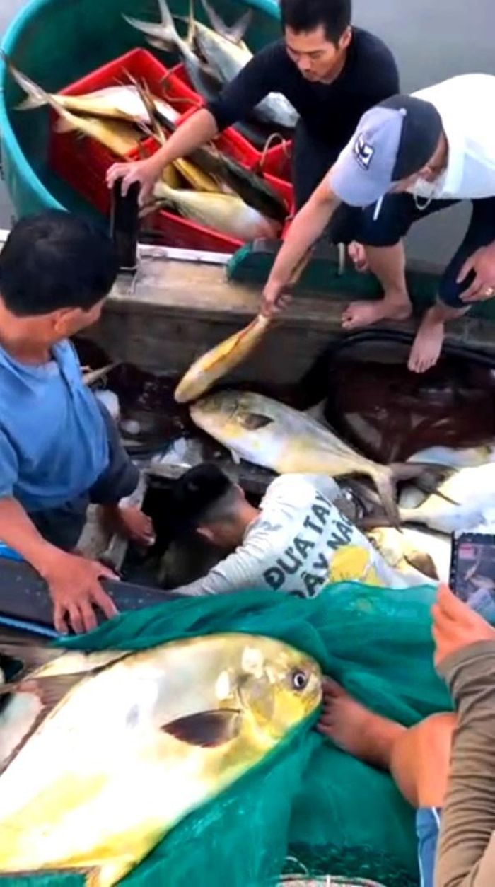 Đưa cá chim vây vàng từ dưới khoang tàu lên