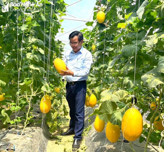  Lãnh đạo xã Nghi Ân thăm vườn dưa của anh Lương Hải Du. 