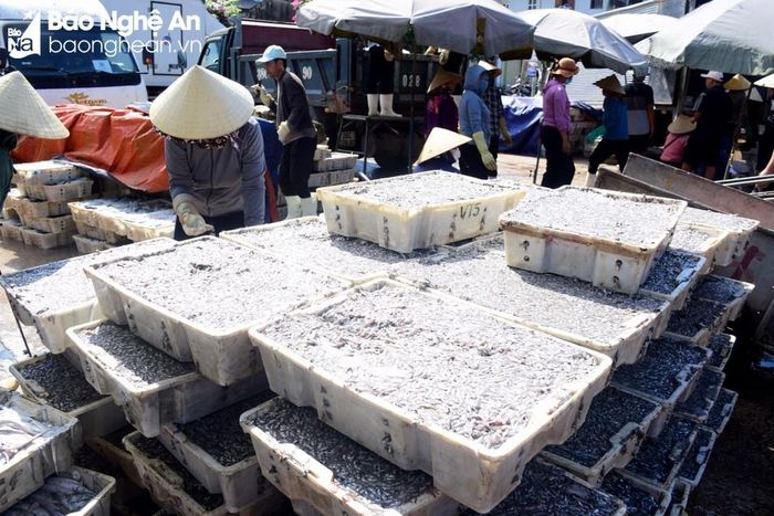  Phần lớn hải sản tại Cảng cá Lạch Quèn của ngư dân trong đợt nghỉ trăng này là cá tạp, giá trị kinh tế thấp. Ảnh: Xuân Hoàng 