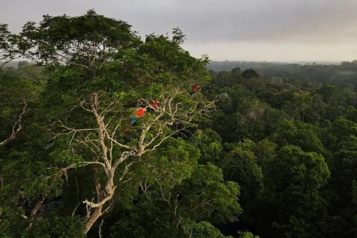  Vẹt đuôi dài đậu trên cây trong rừng nhiệt đới Amazon ở Manaus, bang Amazonas, Brazil. Ảnh: Reuters. 
