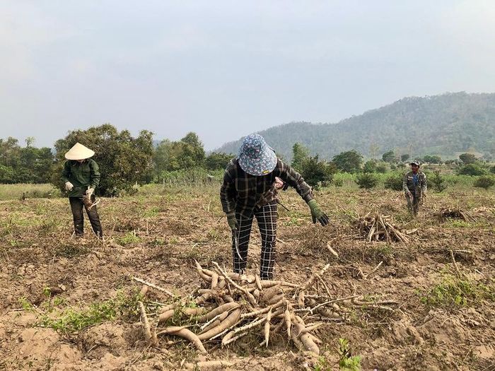  Người dân xã Ia Rmok thu hoạch mì. Ảnh: Lê Nam