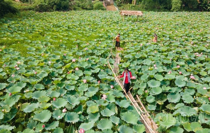 Sắc sen dịu dàng, hương sen thơm nồng ở các nhà vườn mời gọi bước chân du khách.