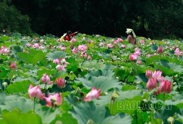 Những ao, hồ rộng, nhiều nước được các hộ dân cải tạo trồng sen.