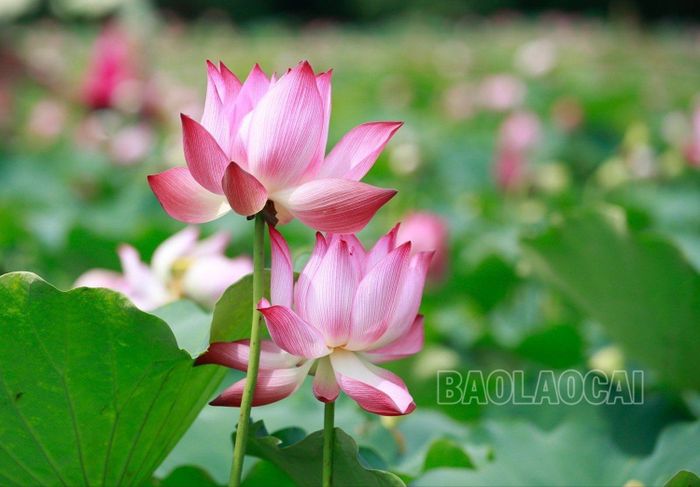 Sen ở Lào Cai chủ yếu là sen hồng với sắc màu tươi tắn.