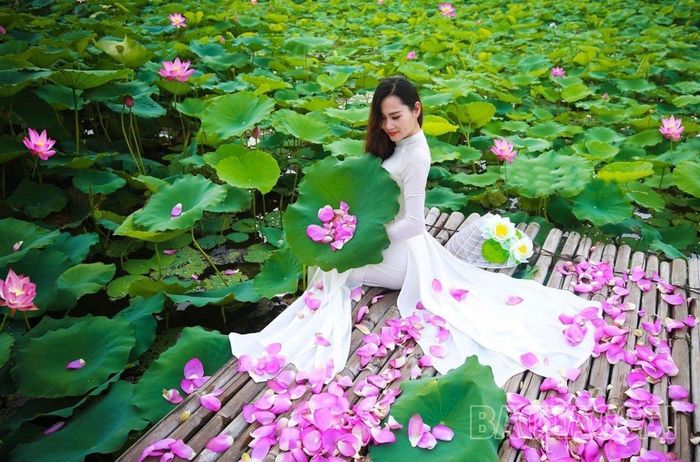 Lưu giữ thanh xuân tươi đẹp qua các bức hình cùng sen trở thành "trào lưu" của những người yêu sen mỗi dịp hoa nở.
