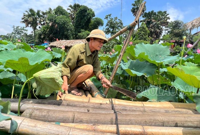Chủ đầm sen ở xã Võ Lao (huyện Văn Bàn) làm chòi ngắm, đường đi ra giữa đầm sen để phục vụ nhu cầu chụp ảnh cùng sen của du khách.