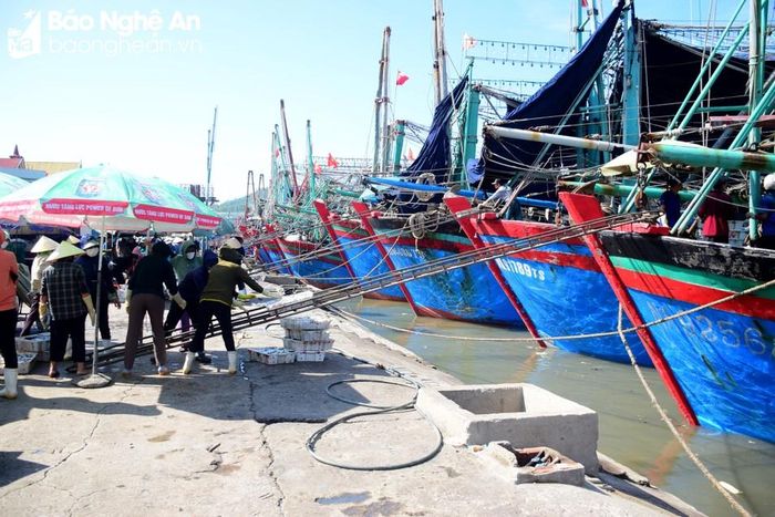  Nghệ An hiện có 3.469 tàu cá, trong đó 1.762 tàu có chiều dài trên 15m. Ảnh: Xuân Hoàng 