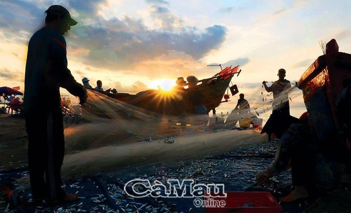 Công việc hàng ngày của ngư dân Vũng Tàu vào mùa cá trích.