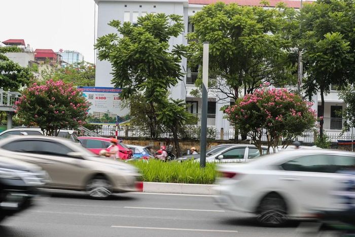 Hàng tường vi rực rỡ tại tuyến đường Nguyễn Chí Thanh.