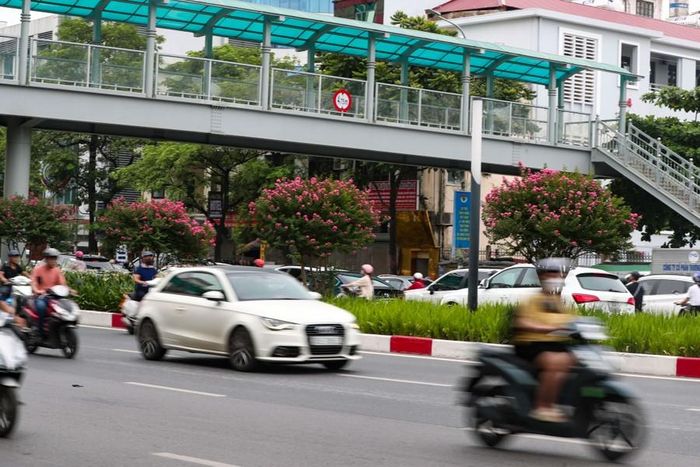 Người dân qua lại tuyến đường này rất thích thú khi thấy hàng tường vi rực rỡ khoe sắc.
