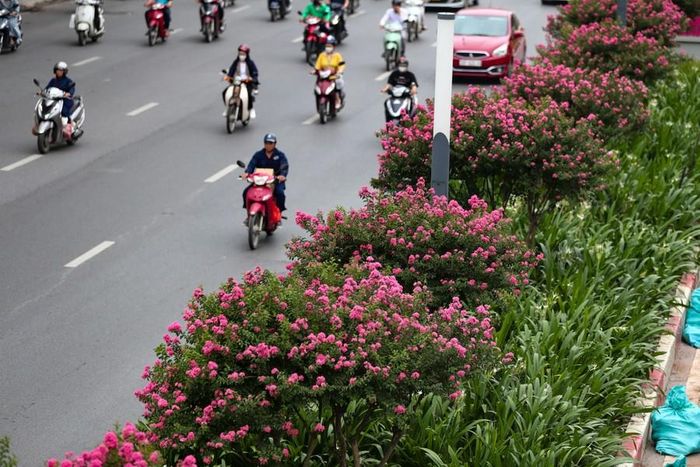 Hoa tường vi nở trong khoảng 2 - 3 tháng nếu được trồng thành quần thể. Trồng đơn lẻ hoa nở khoảng gần 2 tháng.