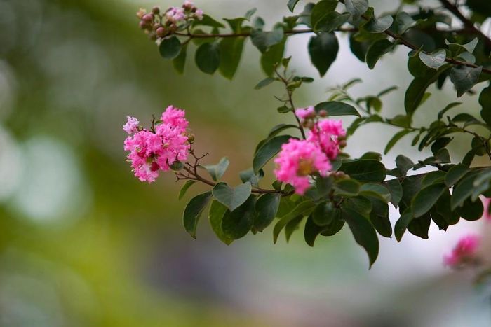 Có nhiều loài tường vi khác nhau như tường vi trắng, hồng nhạt, tím và đặc biệt là tường vi đỏ thường cho nhiều chùm hoa to và rực rỡ.
