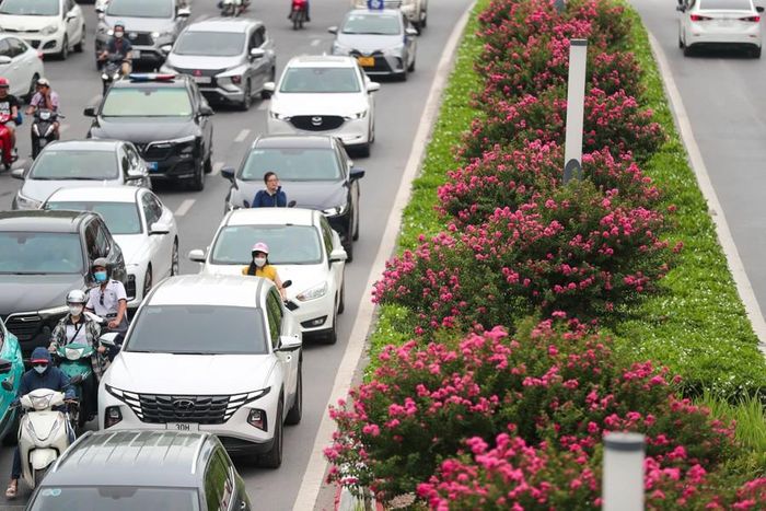 Hiện tất cả các cây được trồng đều phát triển tốt trên tuyến đường này. Những ngày đầu tháng 7, hoa tường vi cánh mỏng màu hồng nở hoa rực rỡ, bắt mắt, thu hút người đi đường.