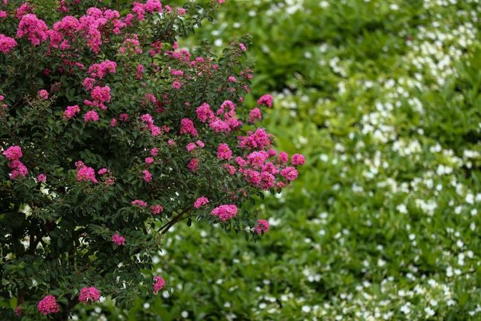 Với hình dáng mảnh mai kết hợp cùng màu hoa đẹp, cây hoa tường vi đang được khá nhiều người yêu thích.