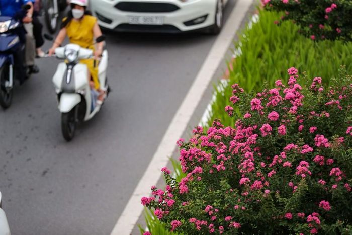 Hàng cây phong lá đỏ đã được di chuyển, những chùm hoa tường vi trở nên nổi bật hơn giữa dòng xe cộ đông đúc.