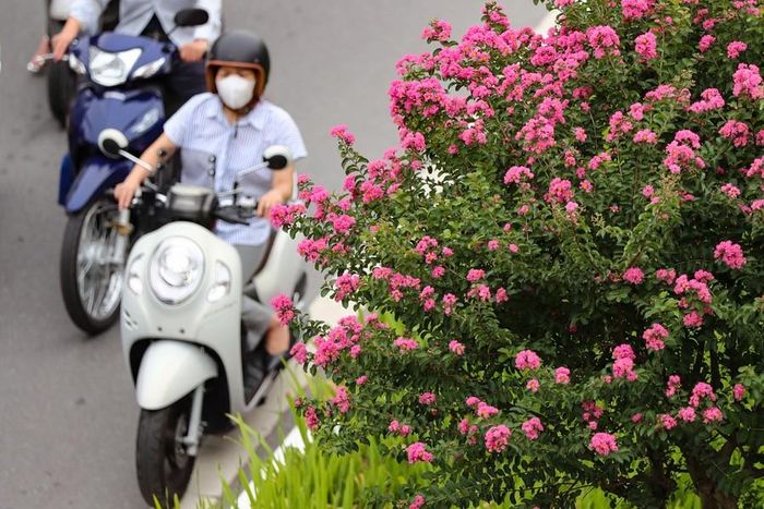 Tường vi có xuất xứ từ vùng Hoa Đông, Trung Nam và Tây Nam Trung Quốc. Hiện tại đã được trồng khá phổ biến ở nhiều nơi tại Việt Nam.