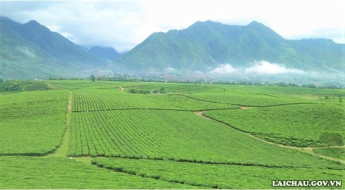 Toàn cảnh đồi chè Tân Uyên nhìn từ trên cao. (Ảnh: Minh Tuấn)