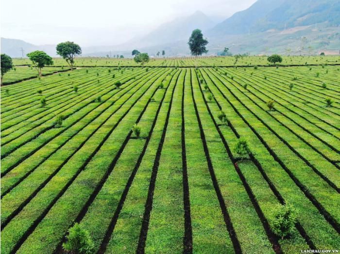 Từng hàng chè thẳng đều tăm tắp như nối dài tới tận chân trời. (Ảnh: Minh Tuấn) Những đồi chè trải dài tít tắp nối liền với nhau như những cánh đồng xanh bất tận.