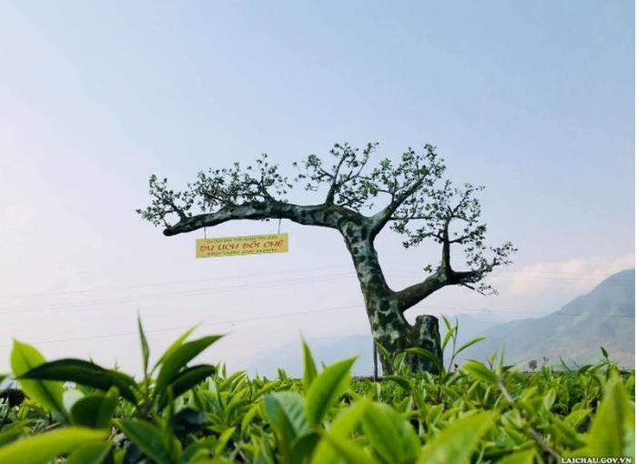 Đồi chè Tân Uyên sẽ là điểm du lịch hấp dẫn cho du khách khi đến tham quan và trải nghiệm. (Ảnh: Minh Tuấn)