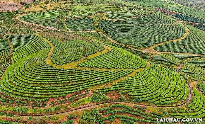 Từ trên cao nhìn xuống những con đường nhỏ, uốn lượn ven đồi chè sẽ dẫn du khách đi từ ngạc nhiên này đến ngạc nhiên khác.