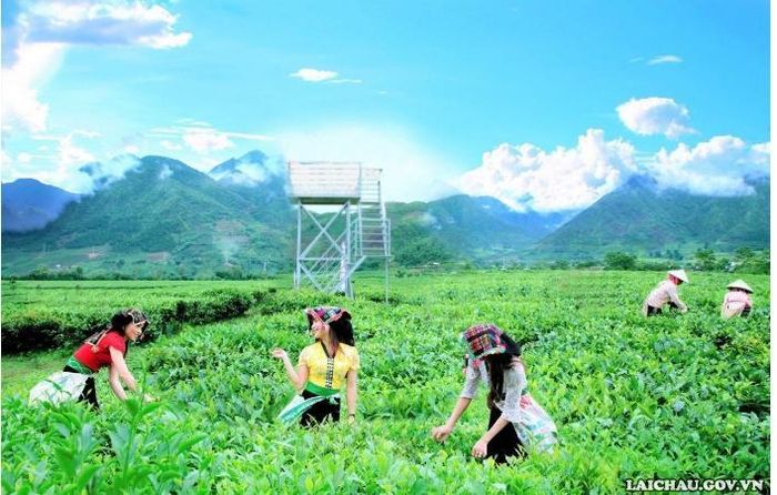 ... và có thể tự tay hái những búp chè xanh.