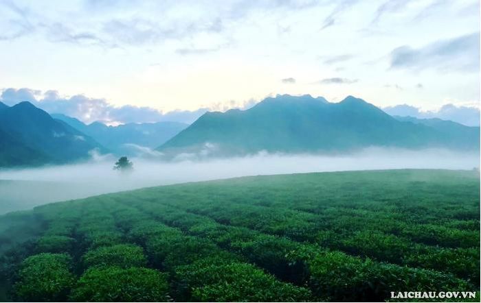 Đặc biệt, vào cuối thu đầu đông, đồi chè luôn được bao phủ sương mù huyền ảo.