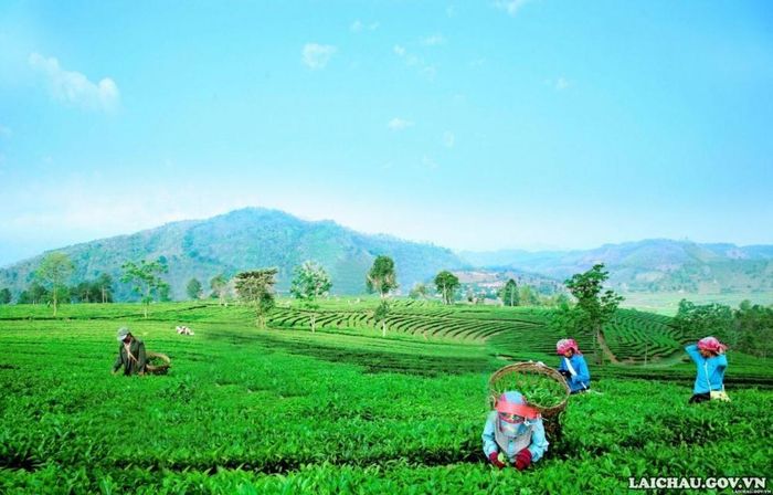 Đến đây, du khách còn được tìm hiểu cách người dân thu hái chè.