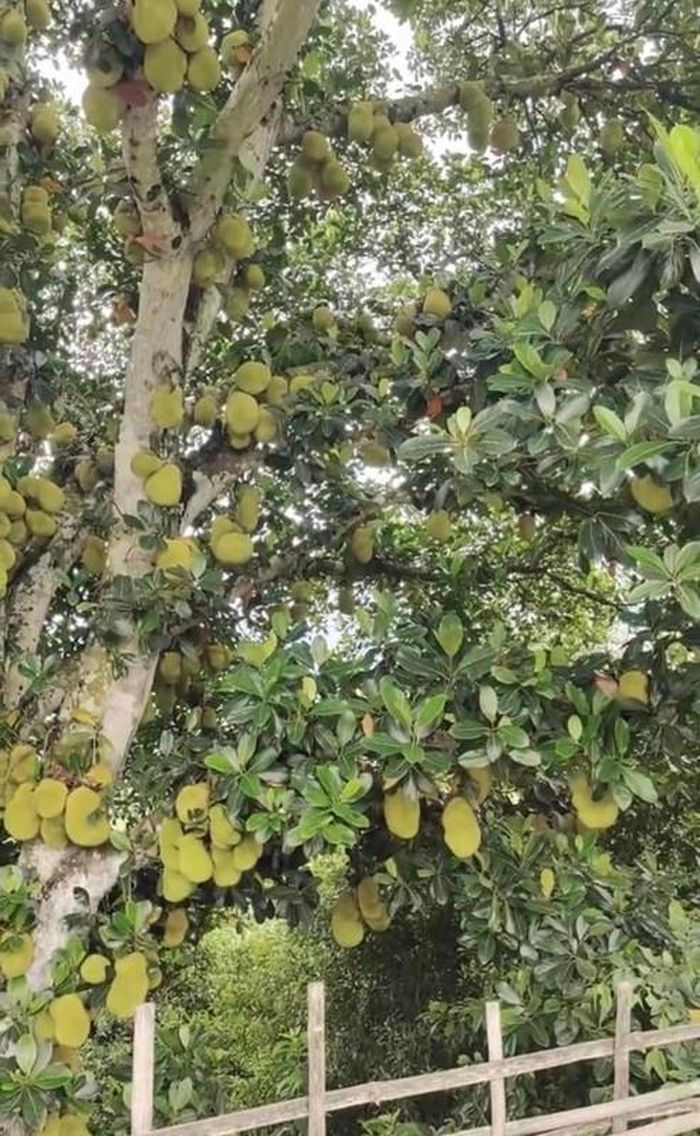Hình ảnh về cây mít mắn đẻ này khiến cư dân mạng trầm trồ, họ còn cho rằng đây có thể là cây mít nhiều quả bậc nhất Việt Nam. Ảnh: Beatvn