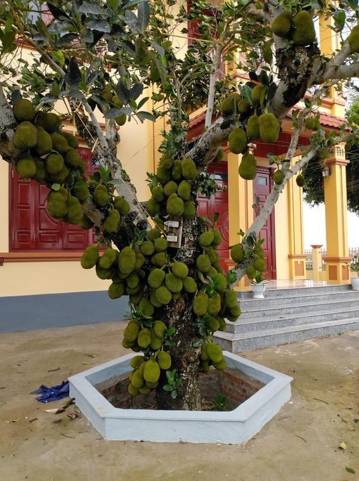 Chưa biết thực hư bức ảnh ra sao nhưng xem xong cảnh này, cư dân mạng ai cũng trầm trồ bởi độ sai quả cây mít trên.