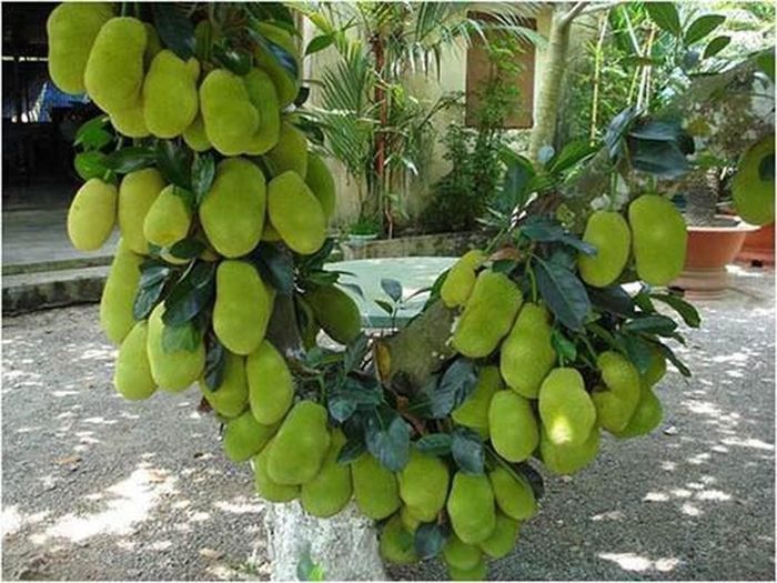 Mỗi lần xuất hiện những cây mít sai quả lại được netizen bàn tán xôn xao. Ảnh: Tổng hợp