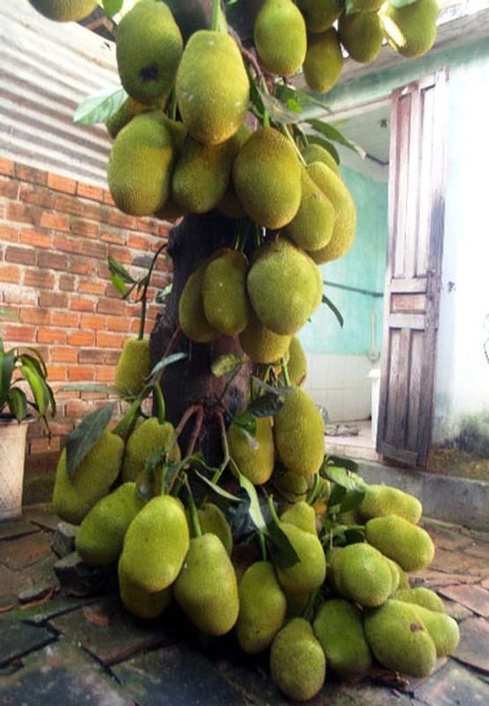 Nhiều người cũng tranh thủ khoe cây mít nhà mình và nhận về nhiều bình luận ngạc nhiên, khen ngợi.