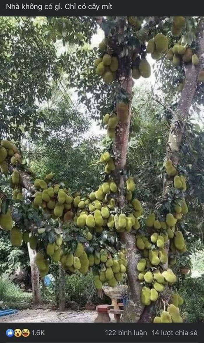 Những cây mít sai quả ở Việt Nam thì không thiếu, nhưng cho nhiều trái đến thế này thì quả là lần đầu mới thấy.