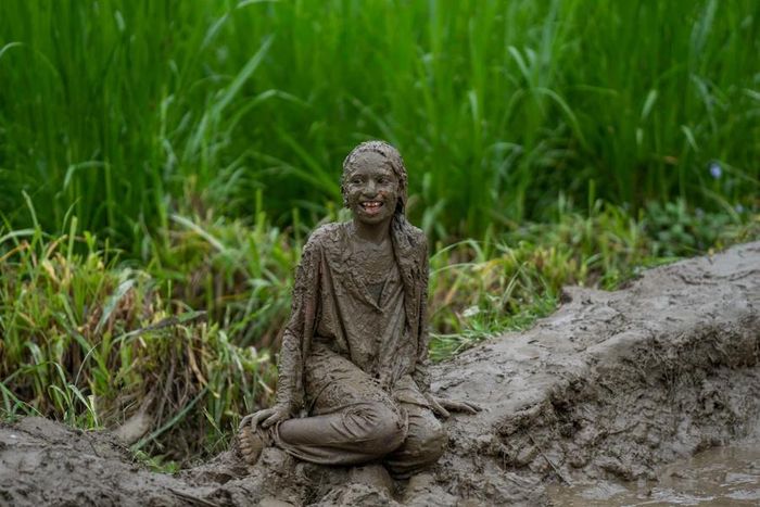 Gạo là lương thực chính của hàng triệu người Nepal và loại cây này thường được trồng mỗi năm một lần vào tháng 7 và thu hoạch khoảng 4 tháng sau đó. [Ảnh AP]