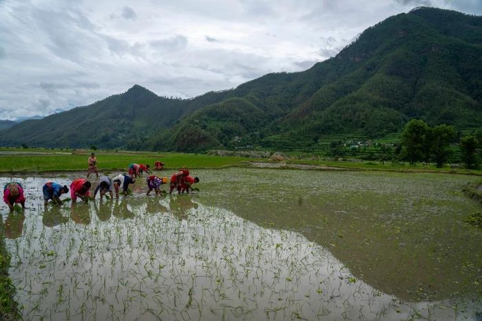 Nông dân trồng lúa trong ngày hội . [Ảnh AP]