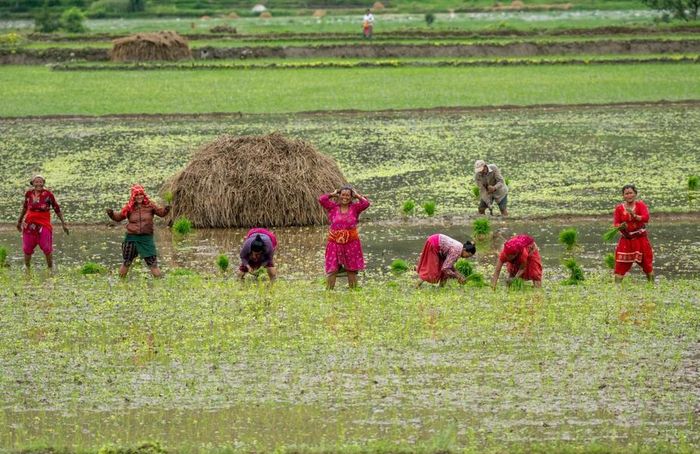 Lúa nước được canh tác trên tổng diện tích 1,5 triệu ha ở Nepal. [Ảnh AP]CMS_BREAK_TA