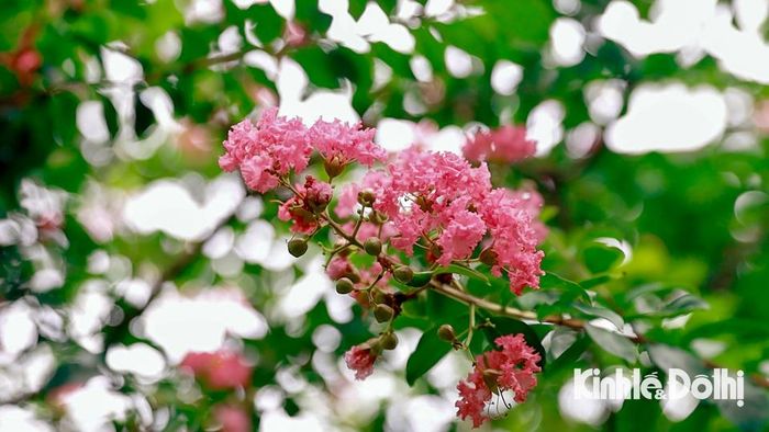 Hoa tường vi còn được gọi là hoa tử vi, bách nhật hồng, là cây thân gỗ thuộc họ bằng lăng. Hoa có nguồn gốc từ Trung Quốc nhưng cũng rất phổ biến ở các nước Đông Á khác như Nhật Bản, Hàn Quốc.
