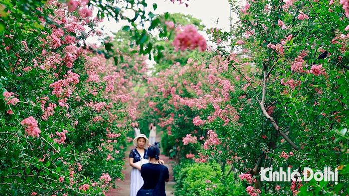 Hoa tường vi có thời gian nở kéo dài từ 2 - 3 tháng nếu được trồng thành quần thể. Nếu trồng đơn lẻ, hoa sẽ nở trong khoảng 1,5 tháng. Theo anh Đào Hoàng Dương - quản lý vườn chia sẻ, mọi năm hoa nở từ đầu tháng 6 nhưng năm nay thì tháng 7 hoa mới bắt đầu rộ bông.