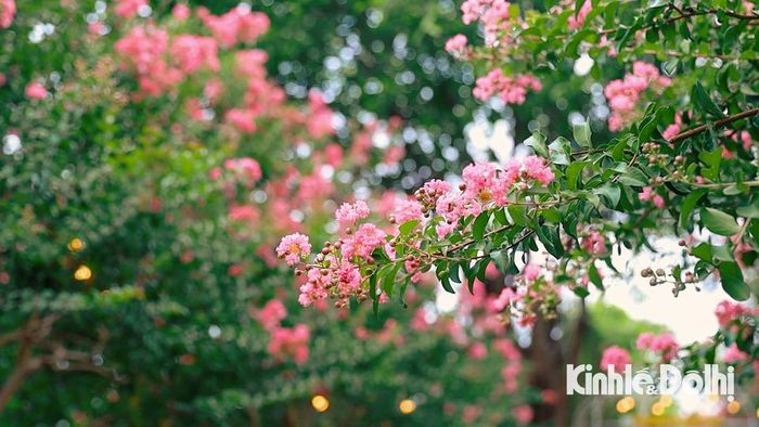 Hoa tường vi thường có nhiều màu sắc đỏ, hồng, trắng…Tuy nhiên, hoa tường vi hồng được nhiều người trồng hơn so với các loại khác.