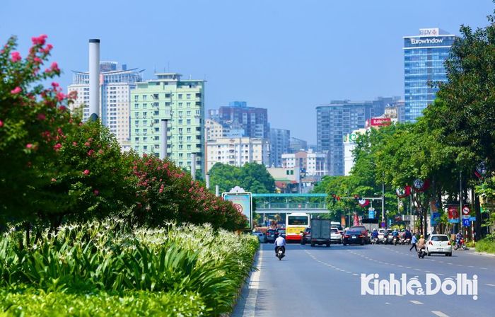 Con đường hoa tường vi tạo điểm nhấn cho cảnh quan đô thị của Thủ đô.