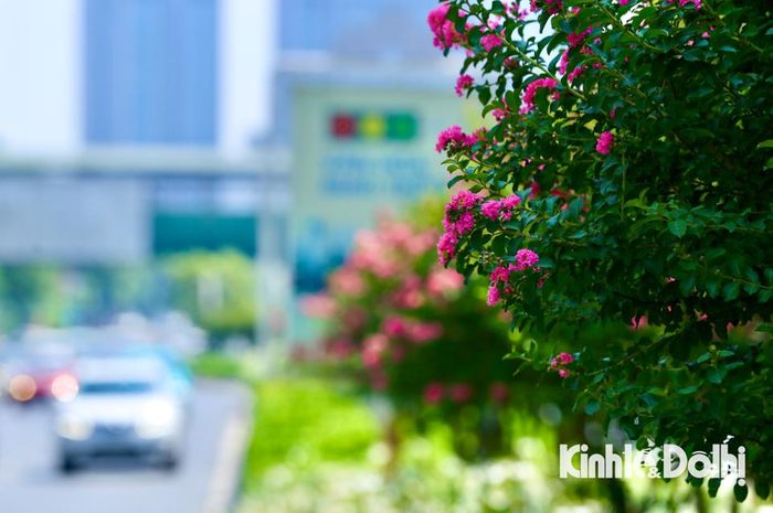 Hoa tường vi trồng trên dải phân cách dọc tuyến phố Nguyễn Chí Thanh - Trần Duy Hưng.