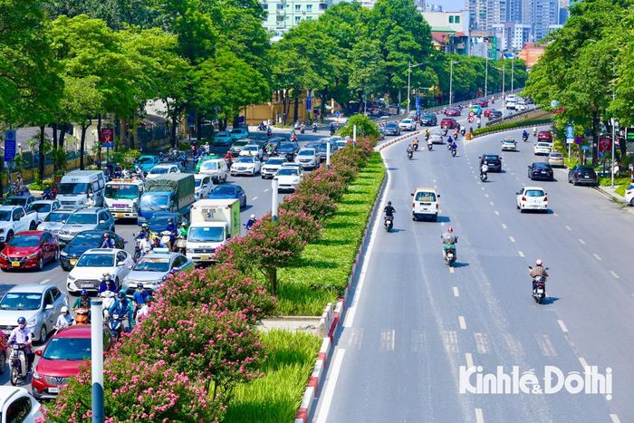 Những ngày đầu tháng 7, dọc tuyến đường Trần Duy Hưng - Nguyễn Chí Thanh (TP Hà Nội), hoa tường vi nở rộ trên dải phân cách, tạo nên cảnh sắc rực rỡ.