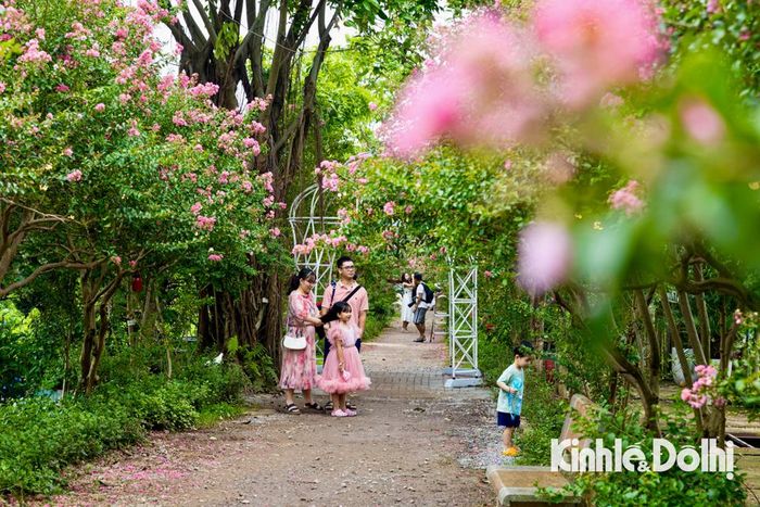 Cách trung tâm TP chỉ 10km, con đường hoa tường vi ở Công viên Thực vật cảnh Việt Nam (thuộc huyện Thanh Trì, TP Hà Nội) cũng đẹp lung linh, thu hút được rất nhiều bạn trẻ tới đây chụp ảnh vào dịp cuối tuần.