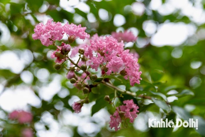 Hoa có hình dáng cánh nhỏ li ti, tạo thành từng chùm hoa nặng trĩu, nhụy màu vàng.