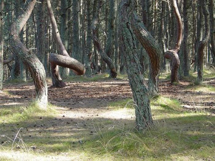 Khi đến vùng Kaliningrad, Nga, mọi người hết sức tò mò và khó hiểu khi nhìn thấy khu rừng với những thân cây thông cong kỳ lạ, bí ẩn. Theo đó, khu rừng bí ẩn được đặt tên là "Rừng nhảy múa".
