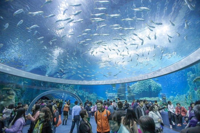 Hồ hòm thủy cung được thiết kế trong đường hầm xuyên núi Cảnh Long - Nha Trang