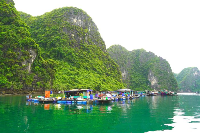 Từ năm 2014, những câu hát của ngư dân vịnh Hạ Long bắt đầu “đứt đoạn”, khi cuộc sống của họ bị đảo lộn. Những con người quen với sóng nước bỗng dưng lên bờ an cư. Bè nổi, nhà cửa và cả ngư cụ đều được ngư dân bỏ lại, chuẩn bị cho một cuộc sống mới trên đất liền.