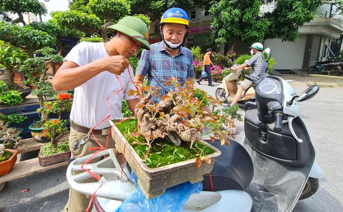 Những cây cảnh có giá trị vài triệu đến vài chục triệu đồng nếu có ai đặt mua, người bán sẽ chở đến giao tại nhà. Người mua cây chủ yếu để trang trí làm đẹp cho không gian nhà, ban công, sân vườn.