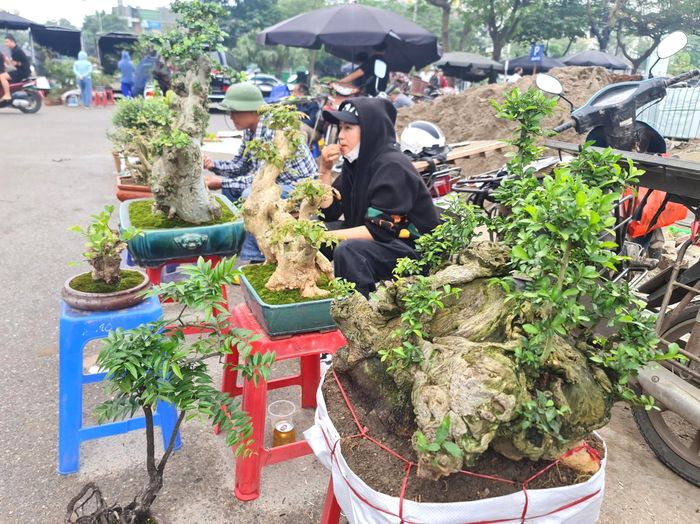 Chị Thu, người bán cây cảnh, cho biết, những cây được bán chạy nhất có giá khoảng vài trăm nghìn đến hơn 1 triệu đồng. Cây được cắt tỉa, có dáng đẹp, nhỏ gọn, phù hợp với đa số người chơi bình dân.