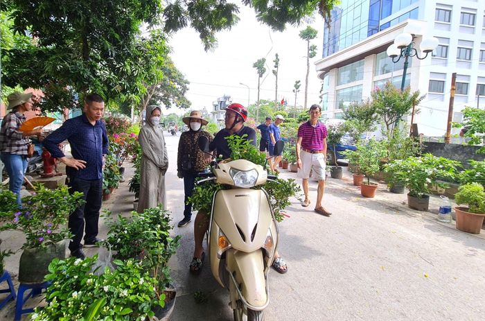 Phiên chợ hoa, cây cảnh gì cũng có, từ cây thế các loại, bonsai lớn, nhỏ như tùng, trúc, cúc, mai, si đến các loại lan, hồng, đồng tiền, hoa giấy… nhìn rất bắt mắt, thu hút khá đông khách đến xem, bình phẩm và hỏi mua.