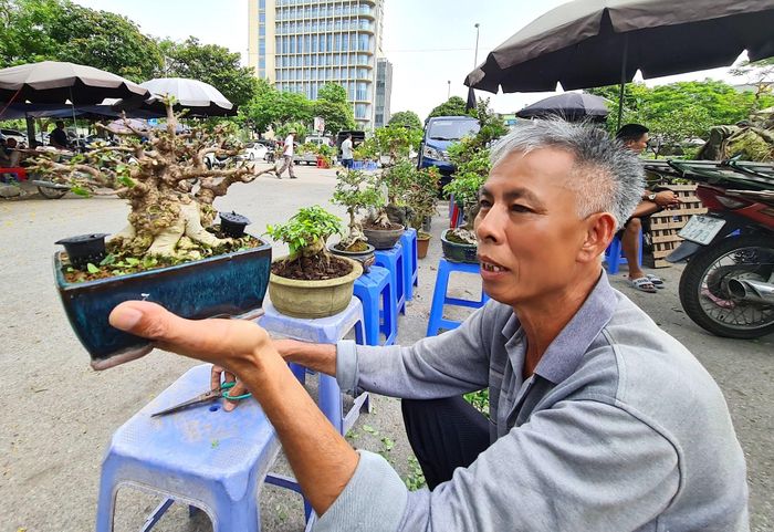 Ông Vỹ, một người có thâm niên trong nghề trồng, tạo dáng cây cảnh rao bán cây mai bonsai mini với giá khoảng 3 triệu đồng.
